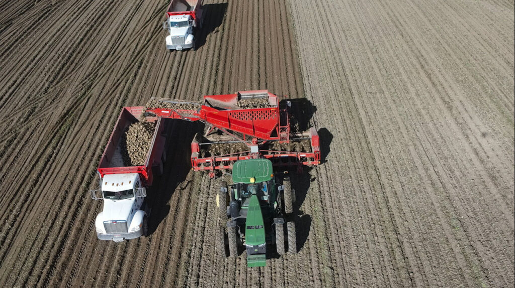 Potato Collecting - drone surveying