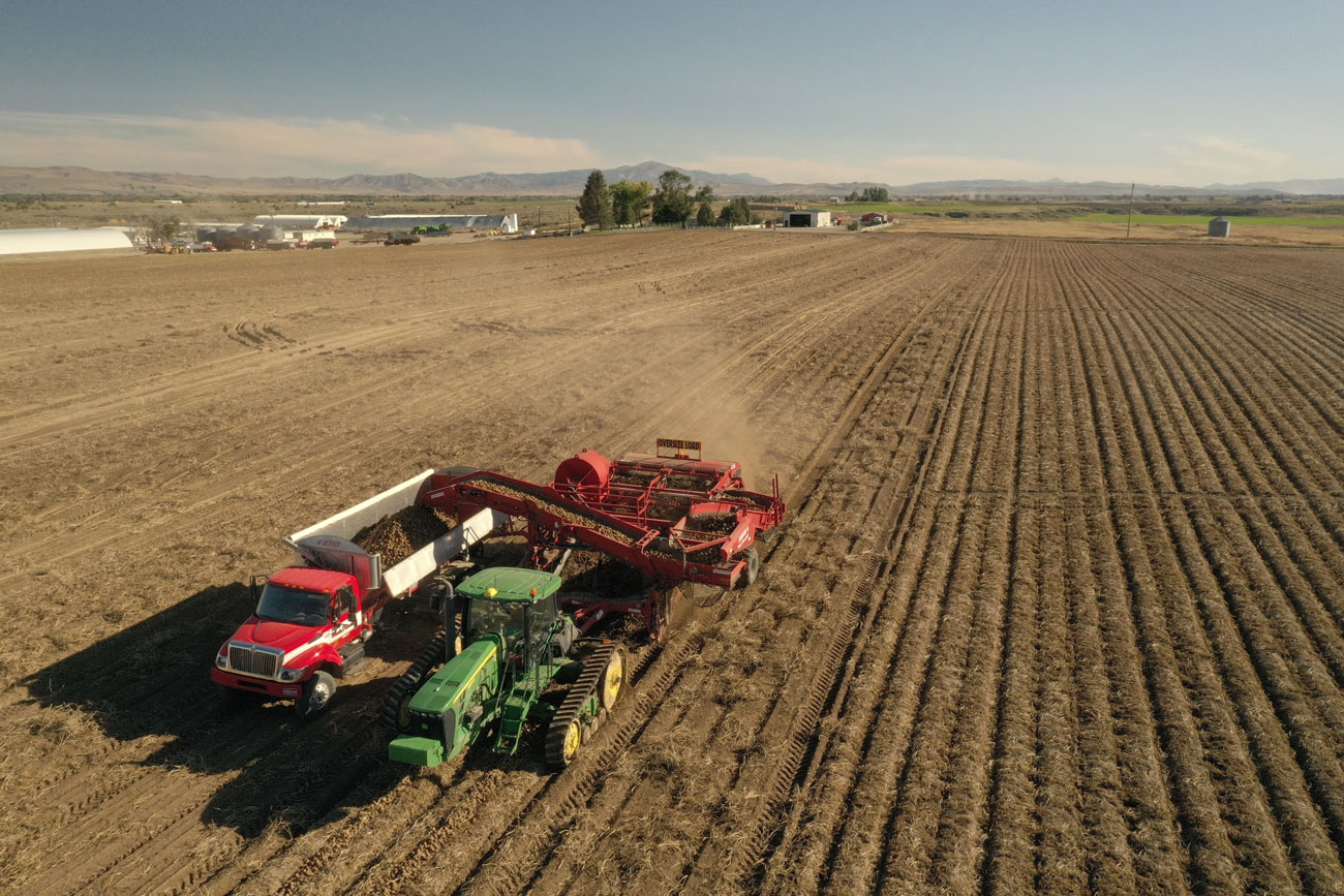 Potato Collecting - drone topography