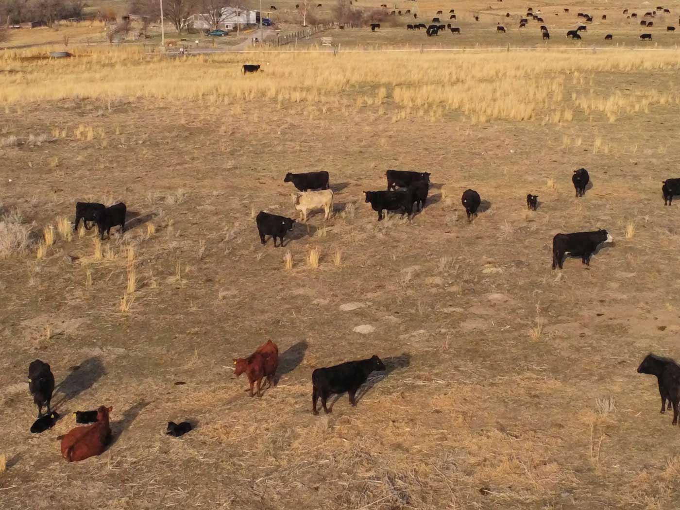 aerial-drone-cattle-pic