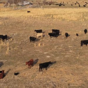 Cows - agricultural photography