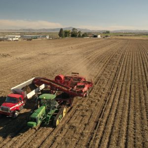 Potato Collecting - drone topography